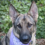 Daisy 2011 08 27 164607 83-2 wm